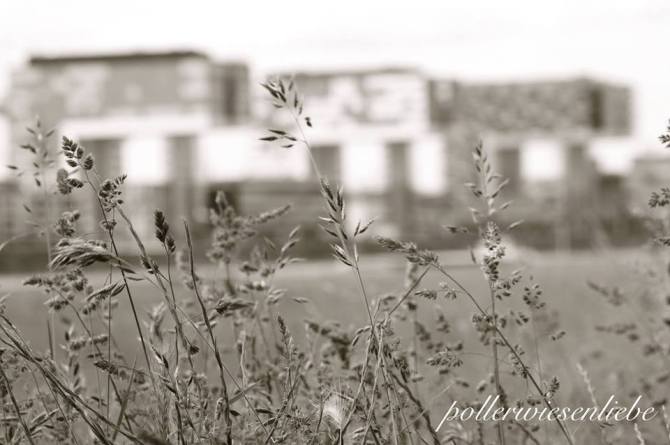 Pollerwiesenliebe, 05.2013